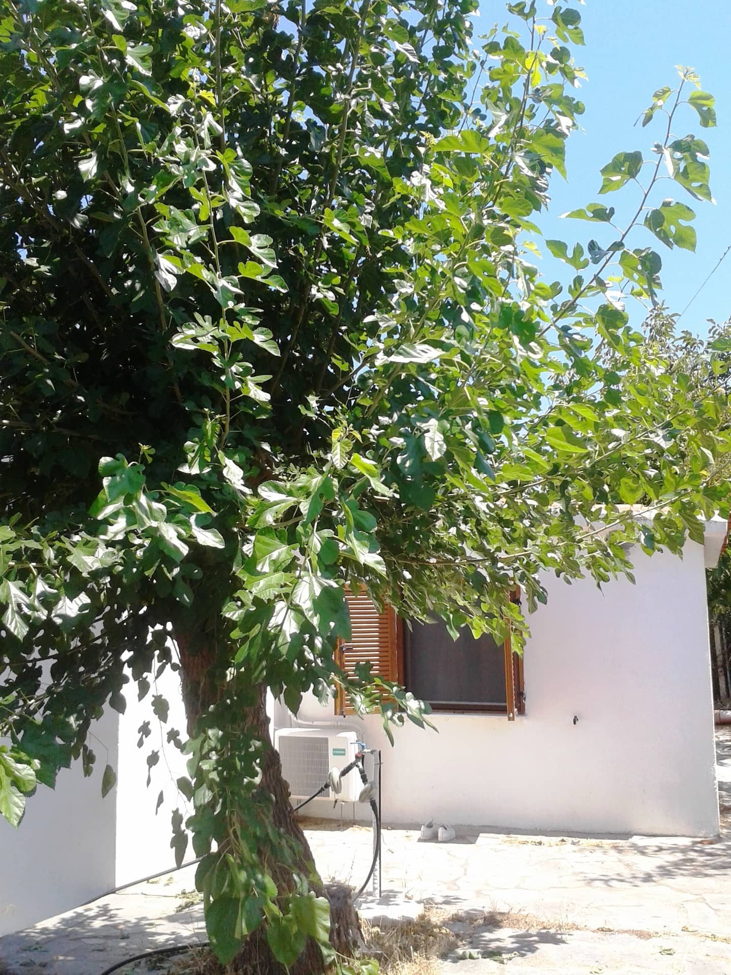 Cottage house, φωτογραφία 9