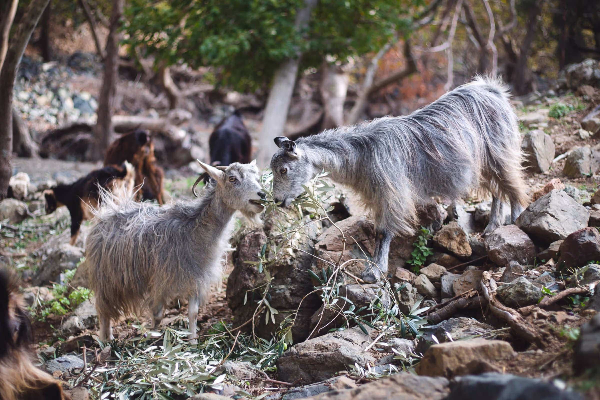 Goat Cheese and Yogurt Farms Samothraki, Samothraki