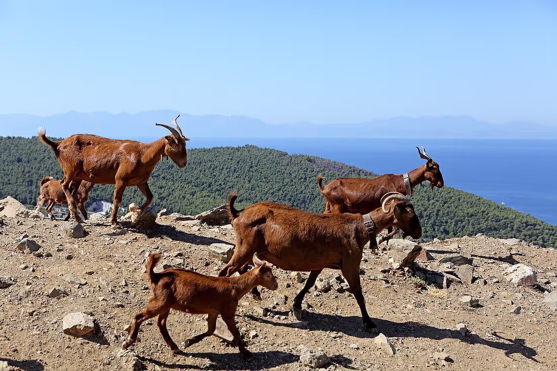 Goat Cheese and Yogurt Farms Samothraki, photo 12