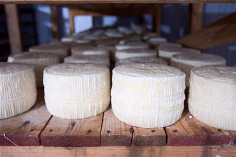 Goat Cheese and Yogurt Farms Samothraki, photo 14