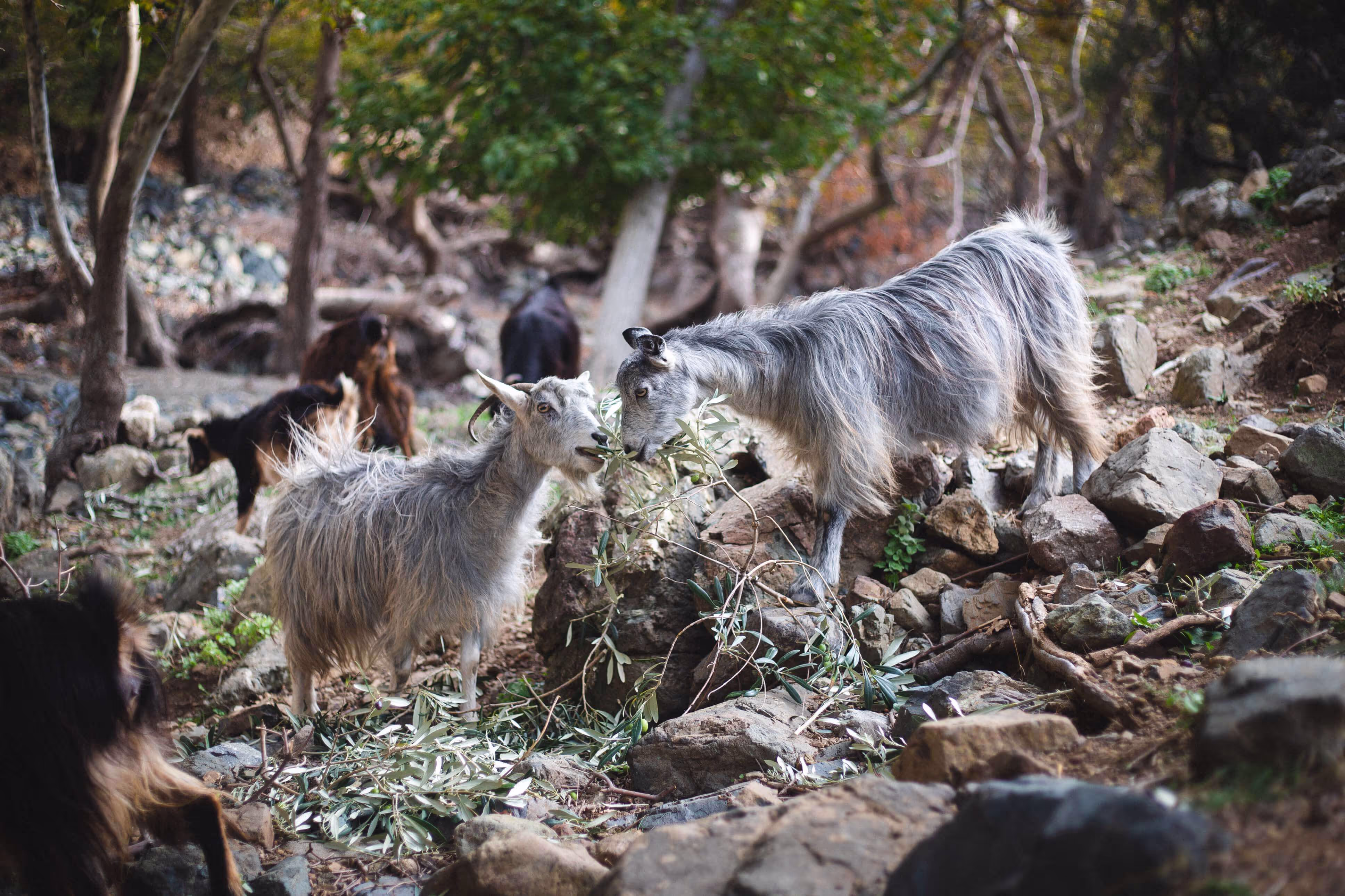 Goat Cheese and Yogurt Farms Samothraki, photo 17