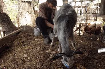 Goat Cheese and Yogurt Farms Samothraki, photo 3