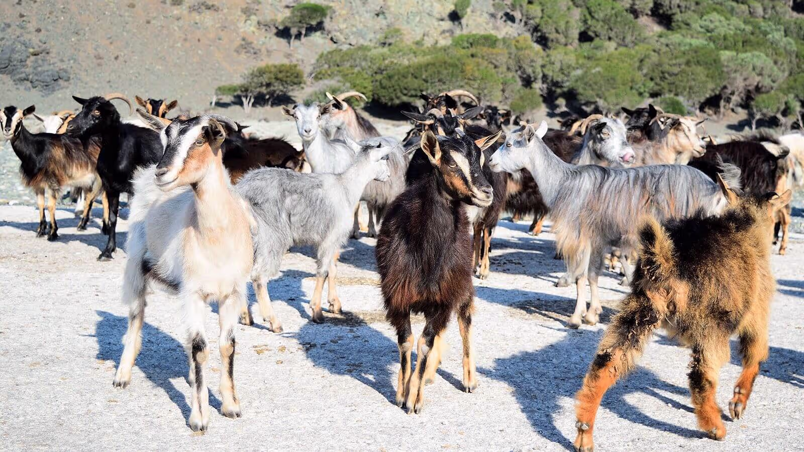 Goat Cheese and Yogurt Farms Samothraki, photo 4