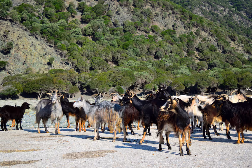 Goat Cheese and Yogurt Farms Samothraki, photo 7