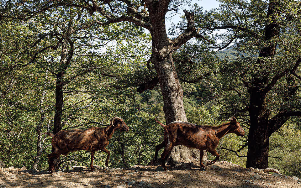 Goat Cheese and Yogurt Farms Samothraki, photo 10