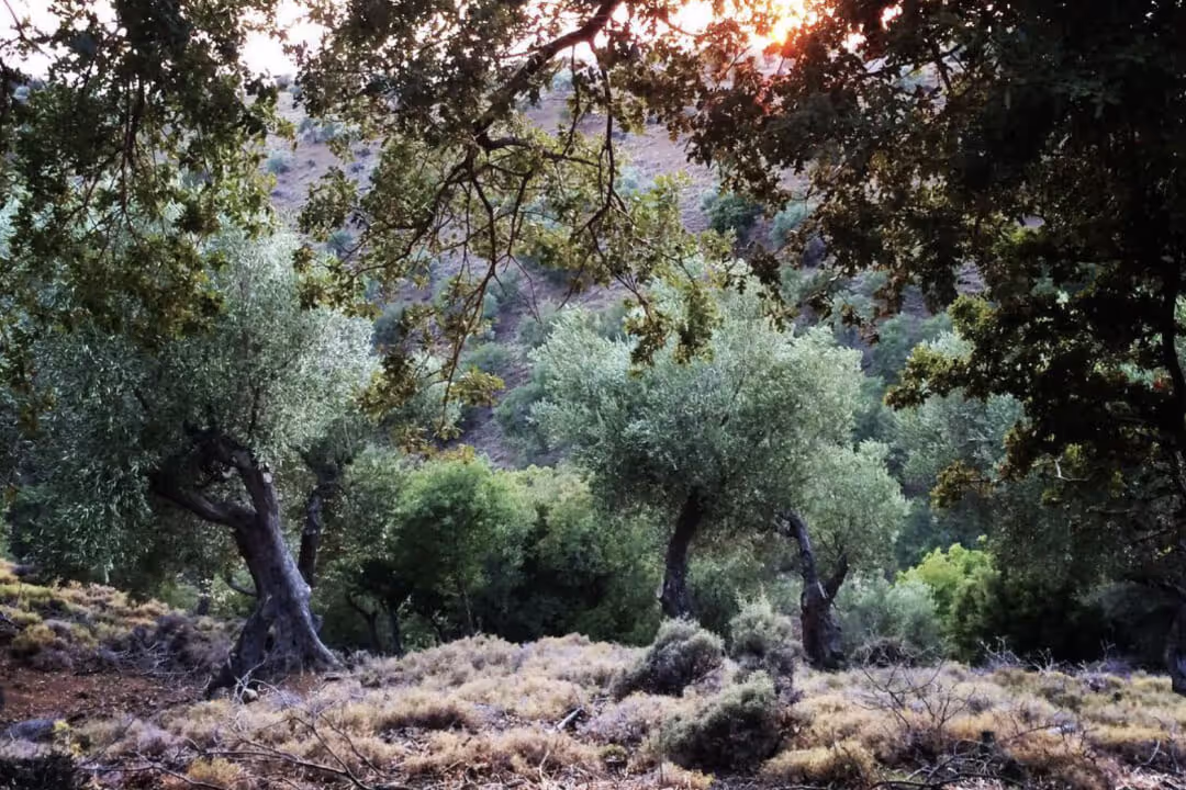 Παραλία Μακρυλιές, φωτογραφία 4