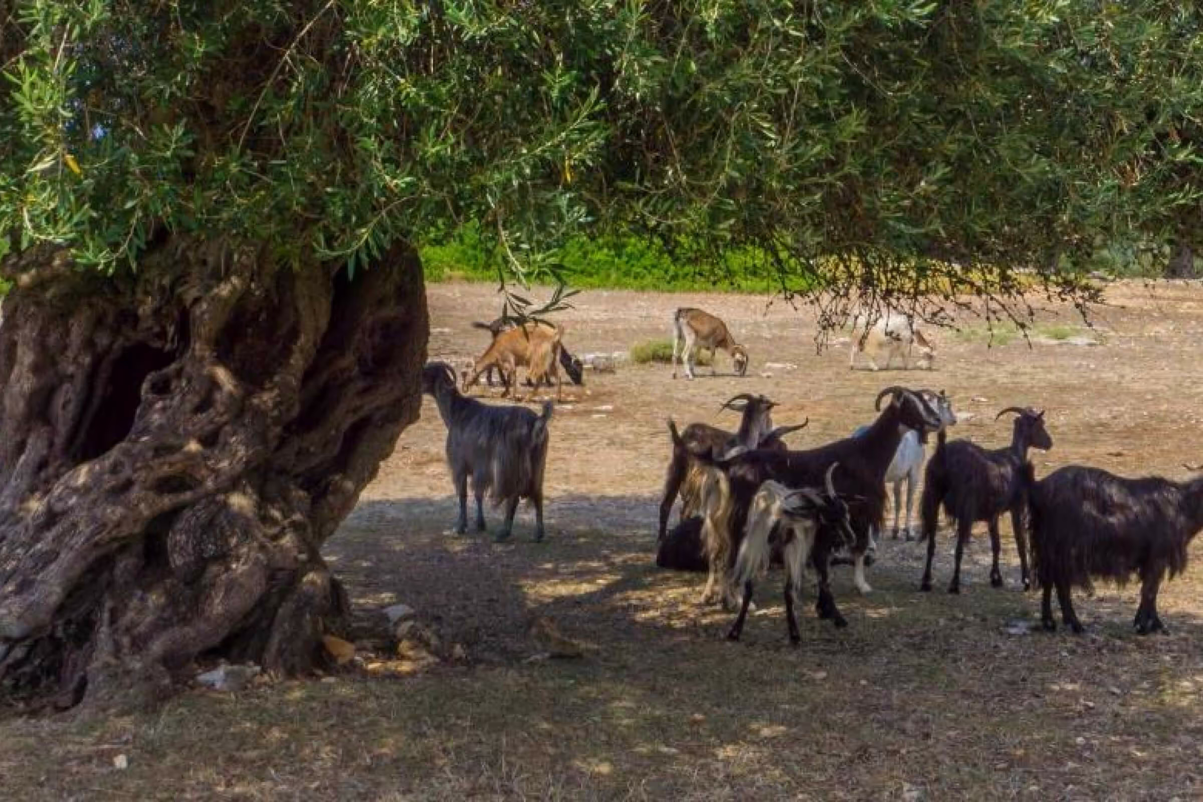 Natural Beauty of Samothraki, photo 23