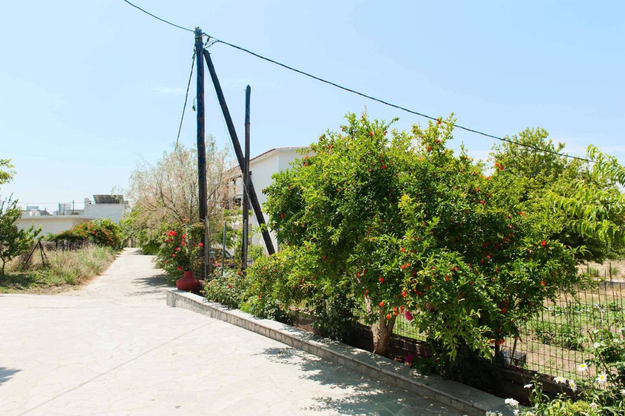Saonisos, φωτογραφία 12