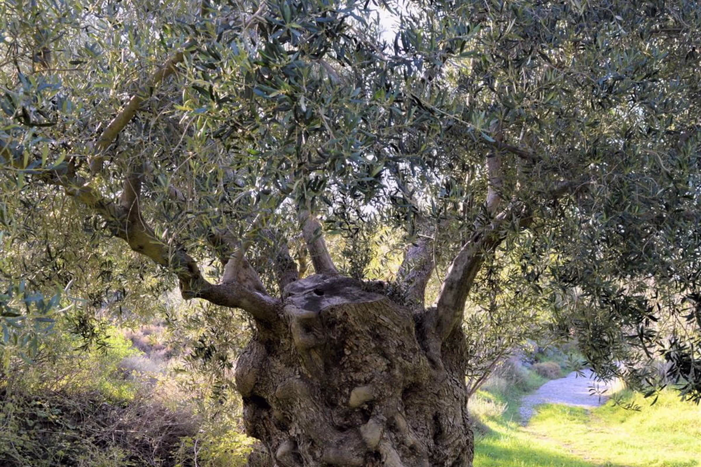 The Olive Oil and Ancient Trees of Samothraki, Samothraki