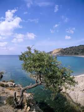 The Olive Oil and Ancient Trees of Samothraki, photo 2