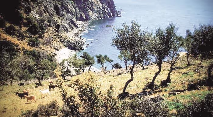 The Olive Oil and Ancient Trees of Samothraki, photo 11