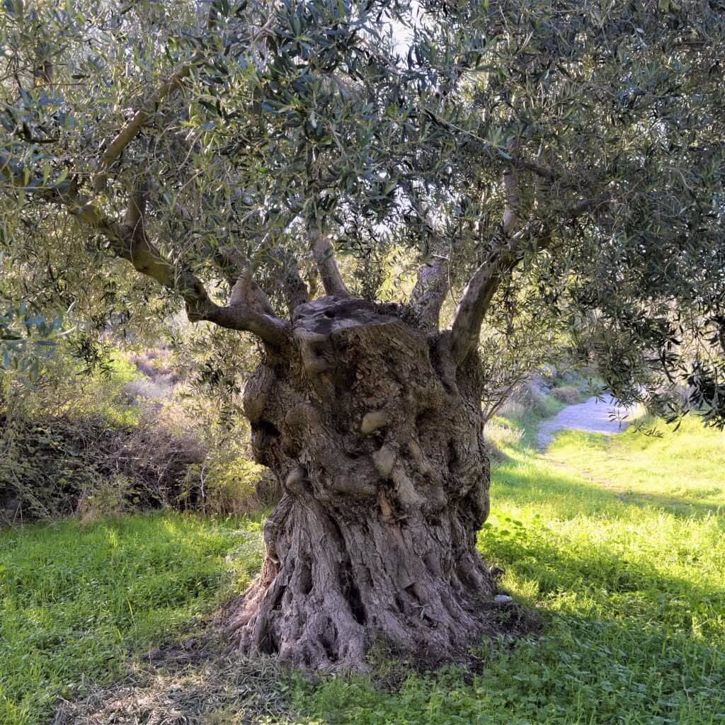 The Olive Oil and Ancient Trees of Samothraki, photo 12