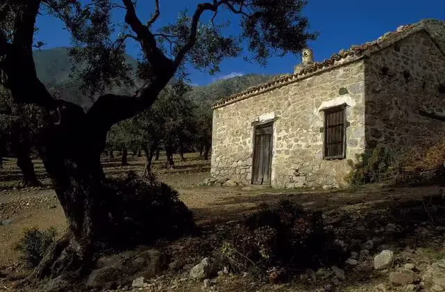 The Olive Oil and Ancient Trees of Samothraki, photo 13
