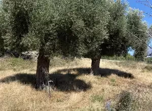 The Olive Oil and Ancient Trees of Samothraki, photo 14