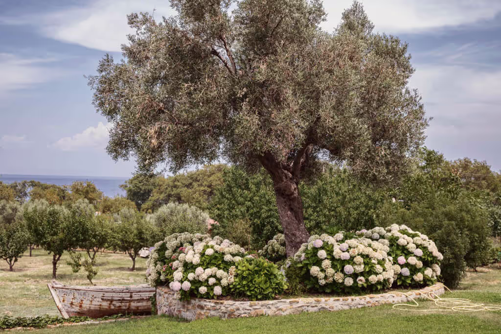 The Olive Oil and Ancient Trees of Samothraki, photo 16