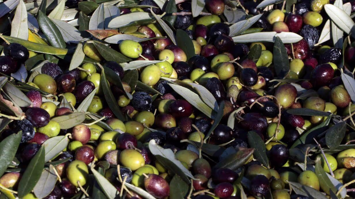 The Olive Oil and Ancient Trees of Samothraki, photo 17