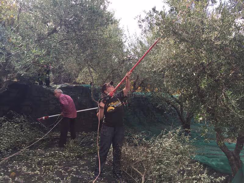 The Olive Oil and Ancient Trees of Samothraki, photo 18