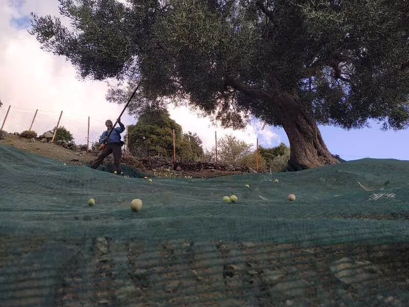 The Olive Oil and Ancient Trees of Samothraki, photo 19