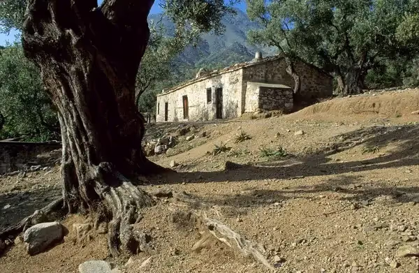 The Olive Oil and Ancient Trees of Samothraki, photo 20