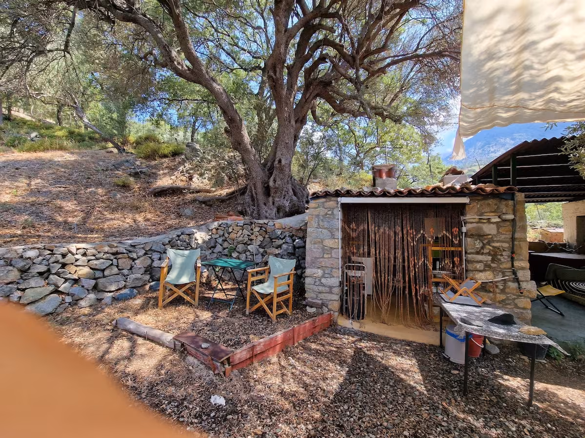 The Olive Oil and Ancient Trees of Samothraki, photo 3