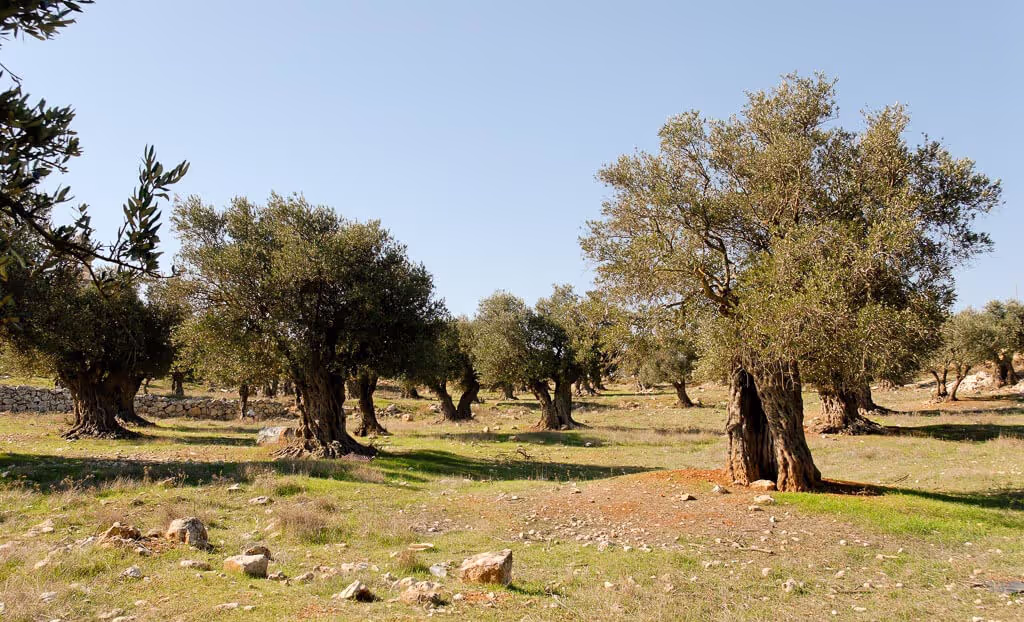 The Olive Oil and Ancient Trees of Samothraki, photo 22