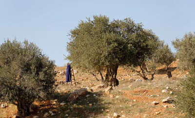 The Olive Oil and Ancient Trees of Samothraki, photo 24