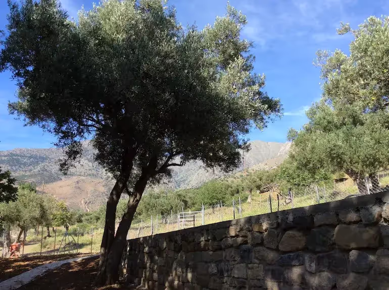 The Olive Oil and Ancient Trees of Samothraki, photo 5