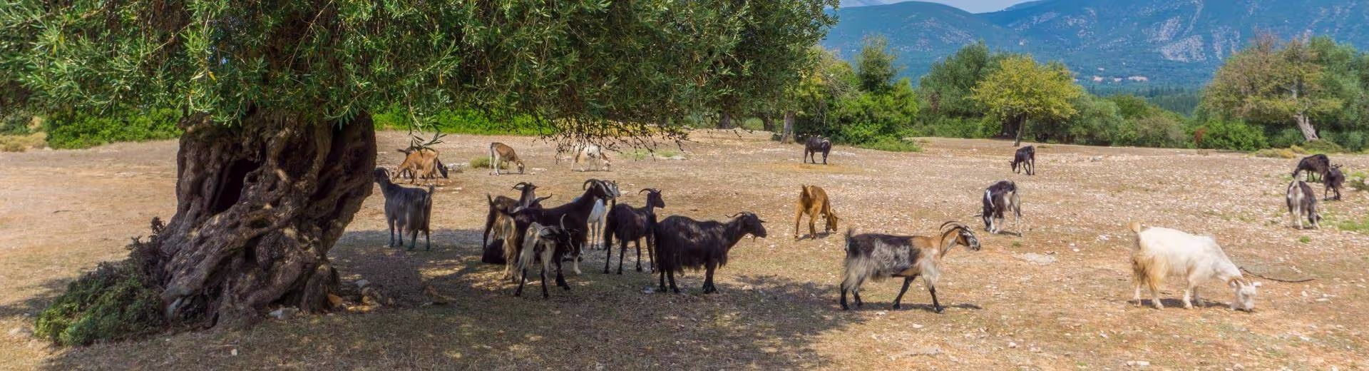 The Olive Oil and Ancient Trees of Samothraki, photo 6