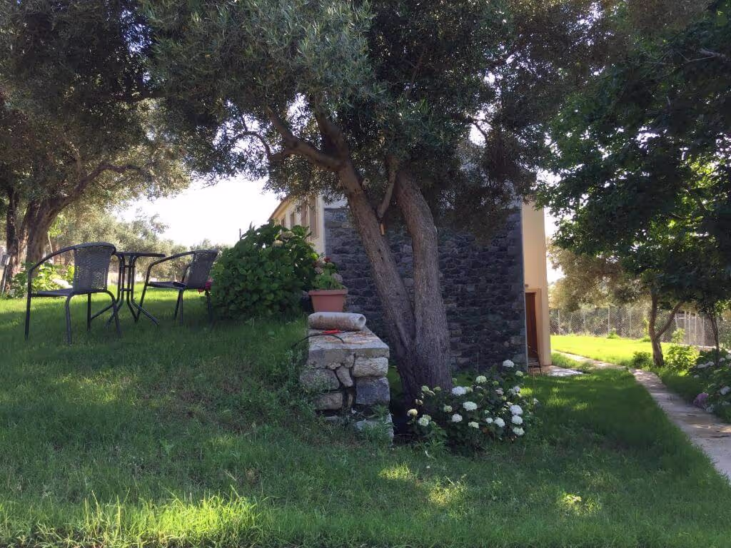 The Olive Oil and Ancient Trees of Samothraki, photo 7