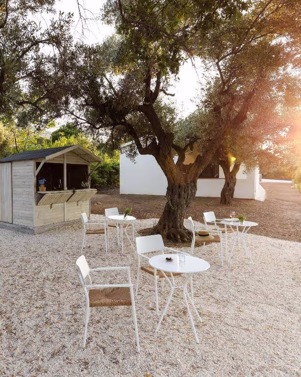 The Olive Oil and Ancient Trees of Samothraki, photo 8