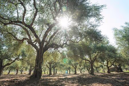 The Olive Oil and Ancient Trees of Samothraki, photo 9