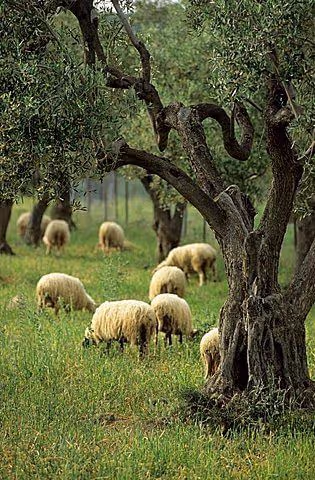 The Olive Oil and Ancient Trees of Samothraki, photo 10
