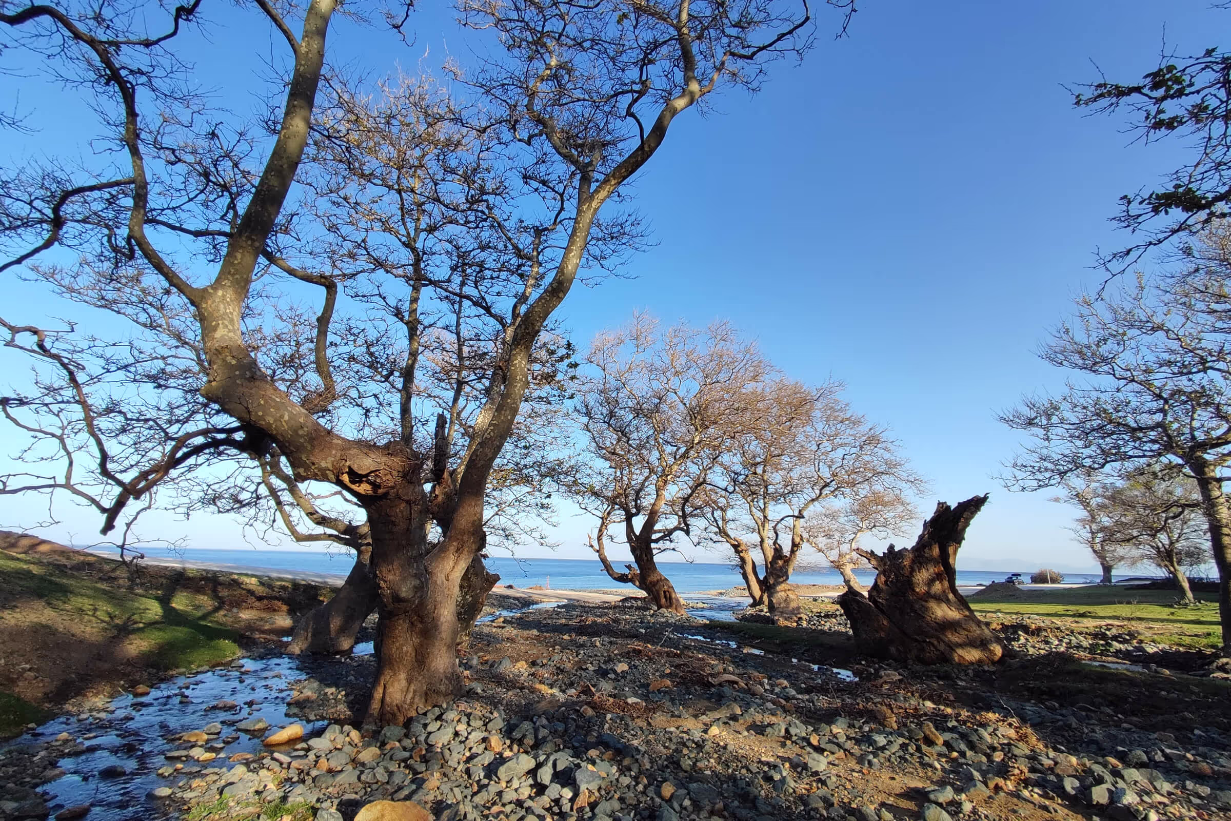 The Plane Trees of Platis Potamos, Samothraki