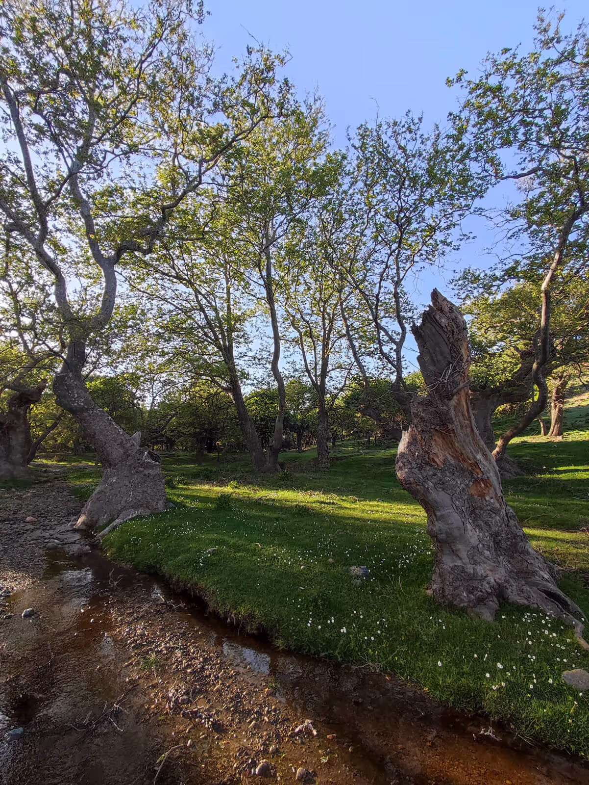 The Plane Trees of Platis Potamos, photo 2