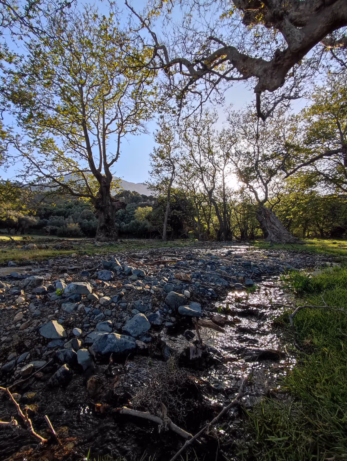 The Plane Trees of Platis Potamos, photo 11