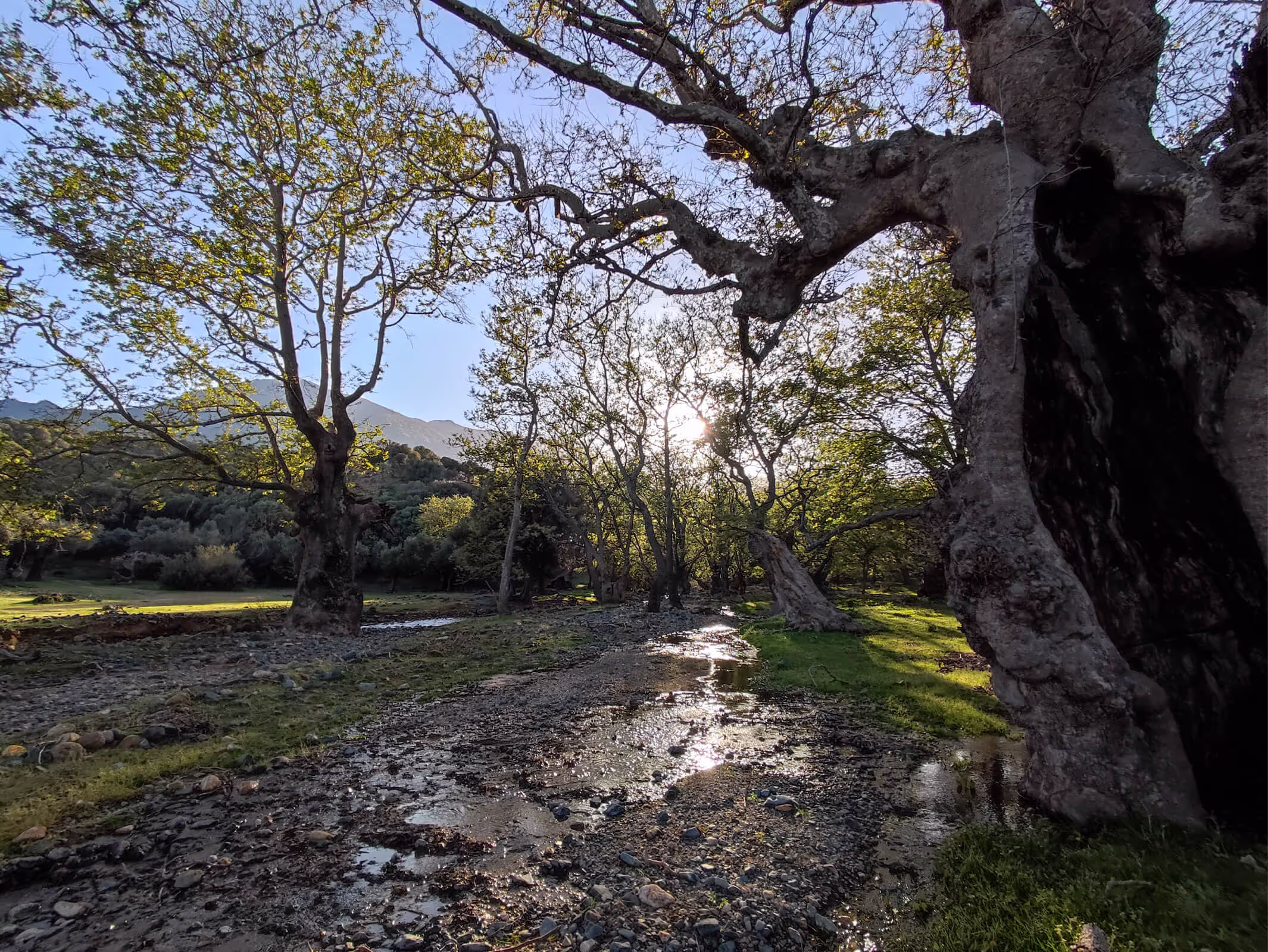 The Plane Trees of Platis Potamos, photo 12
