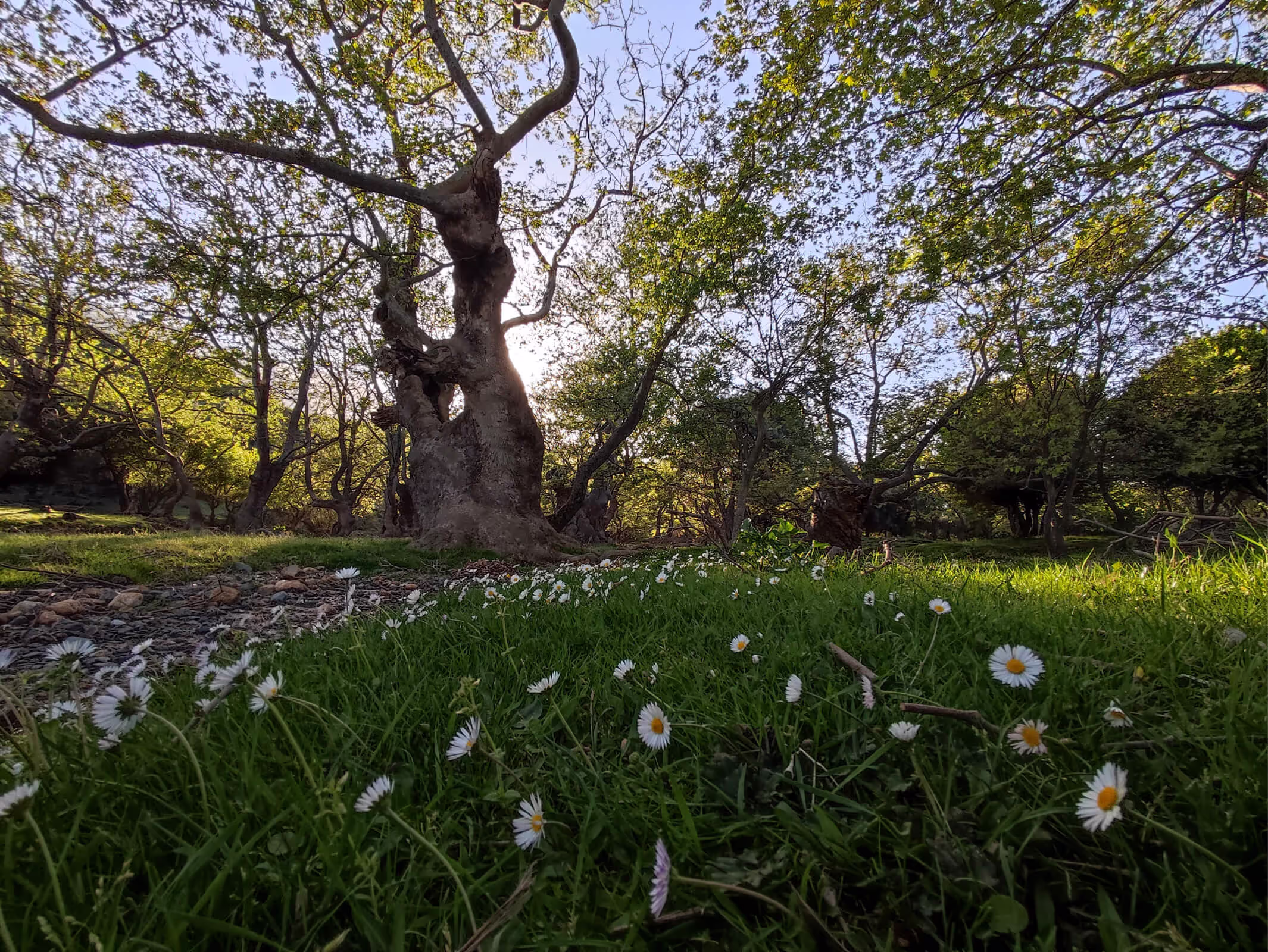 The Plane Trees of Platis Potamos, photo 13