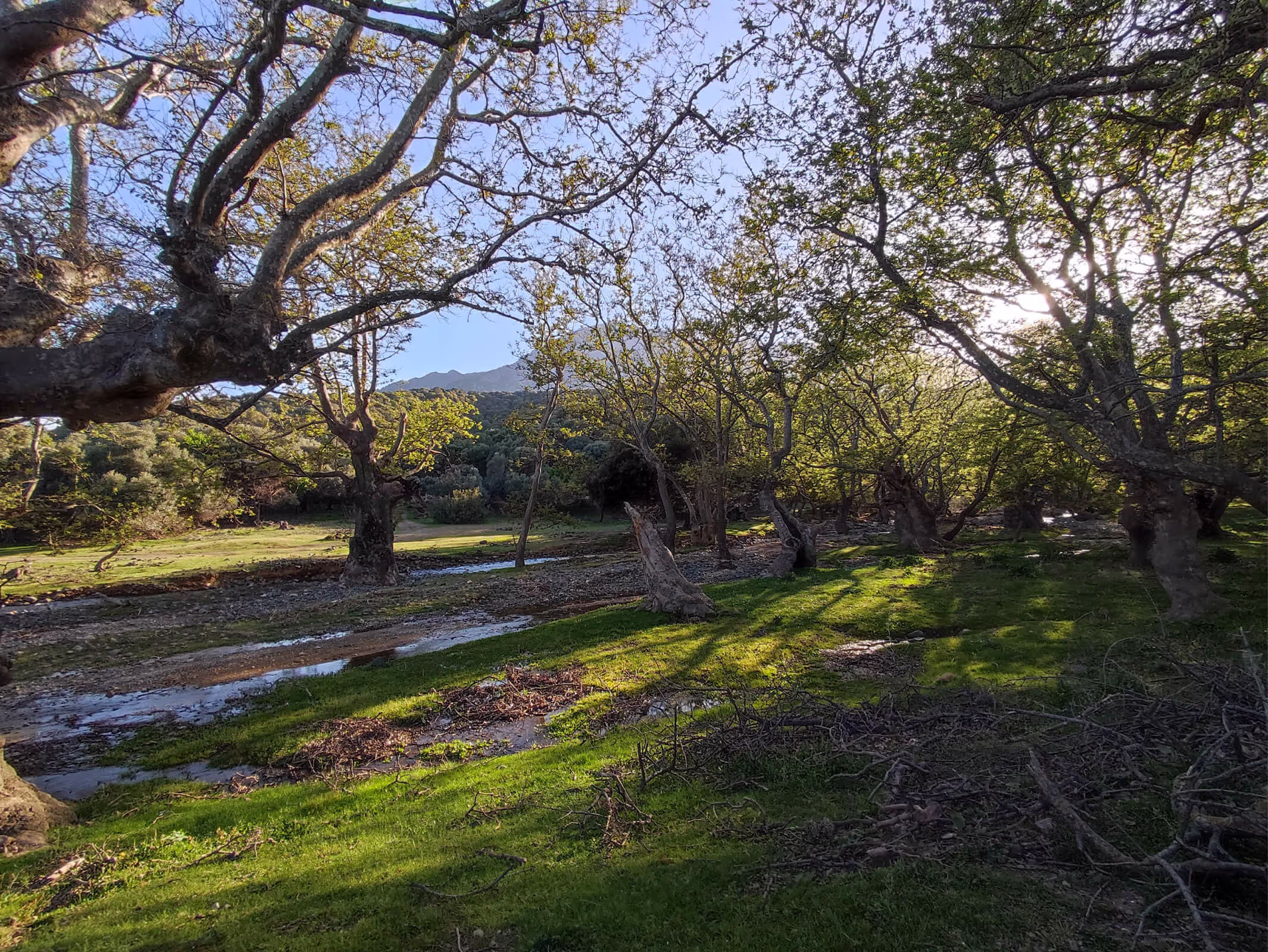 The Plane Trees of Platis Potamos, photo 3