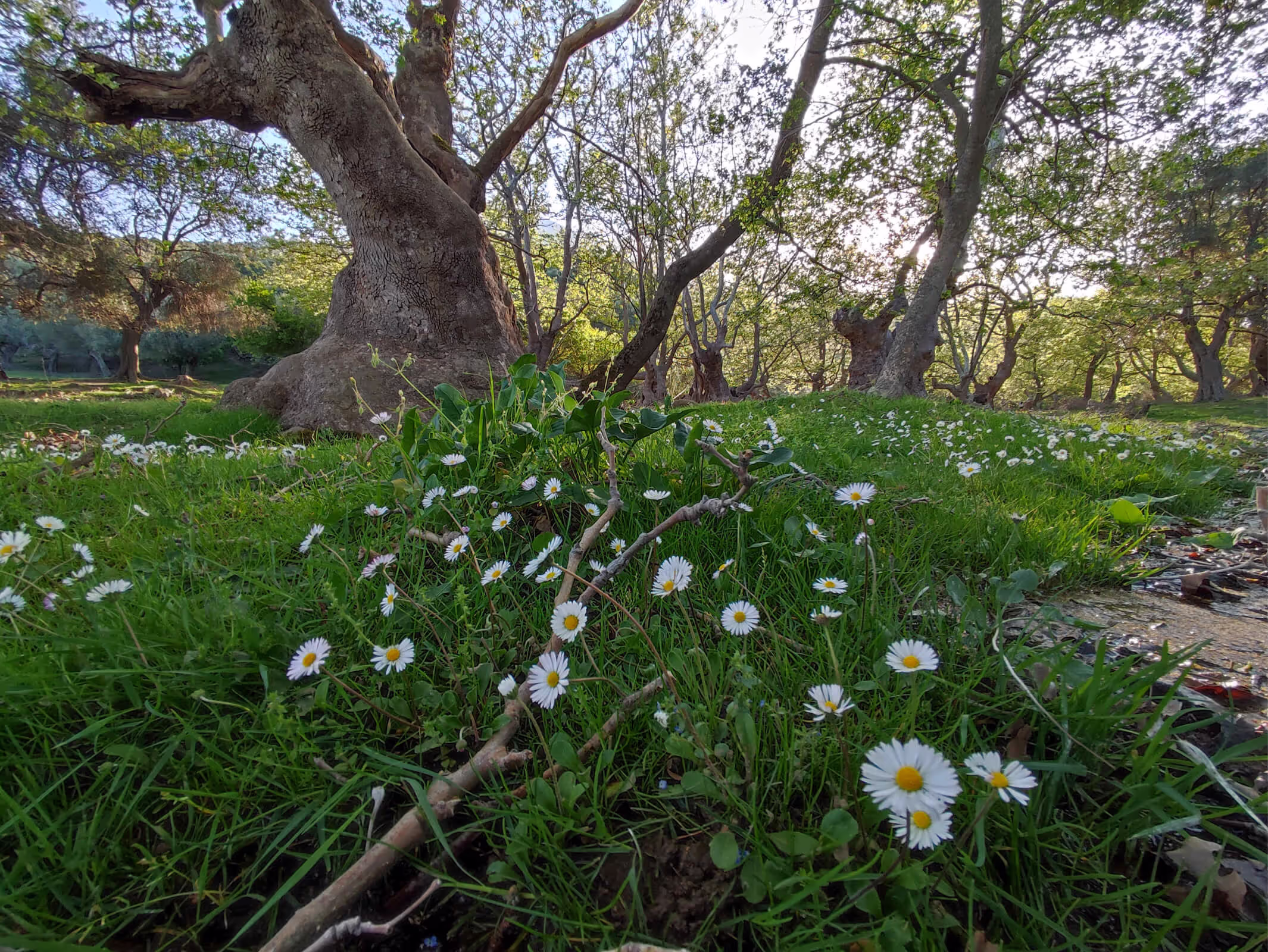The Plane Trees of Platis Potamos, photo 6