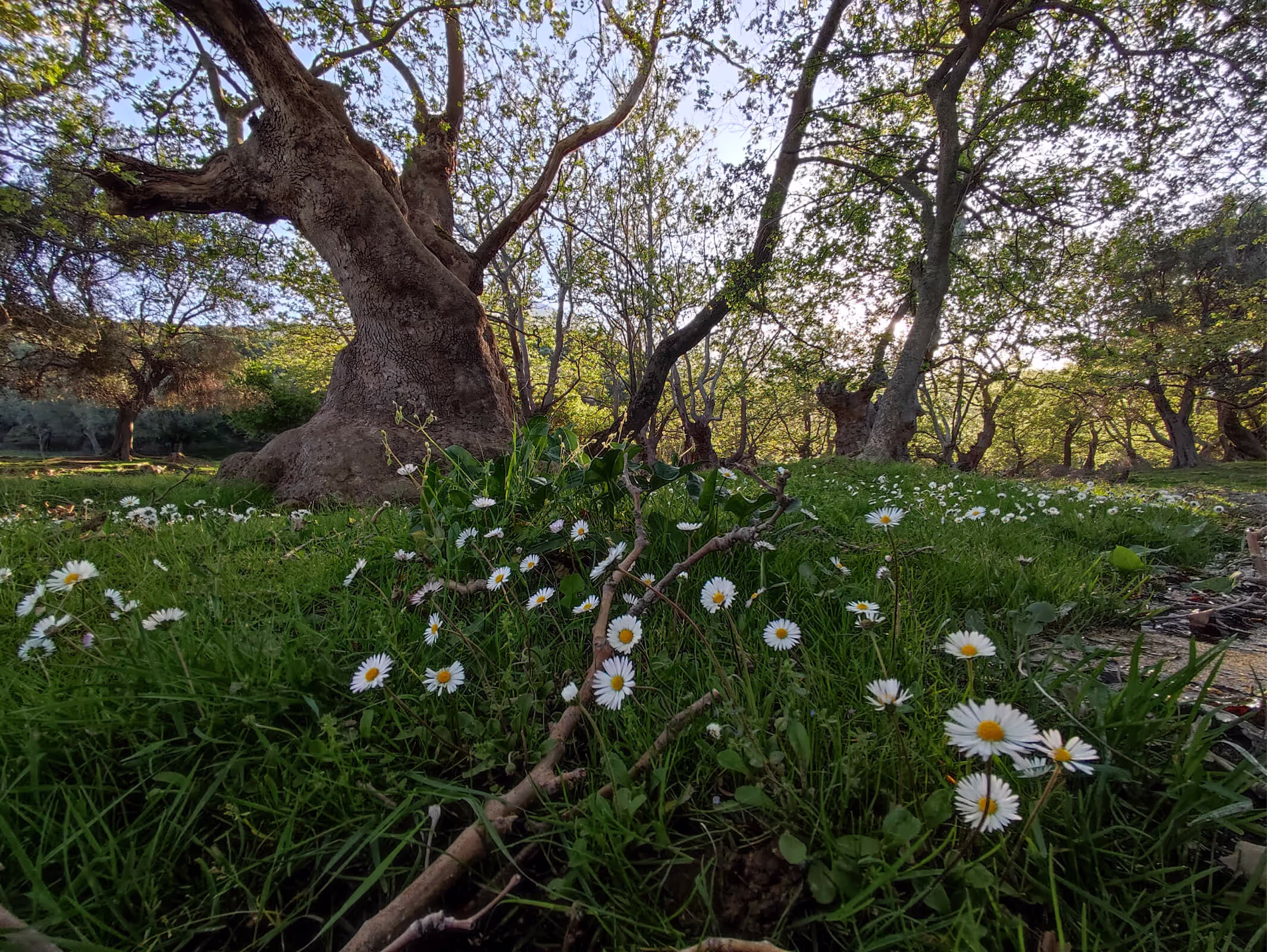 The Plane Trees of Platis Potamos, photo 7