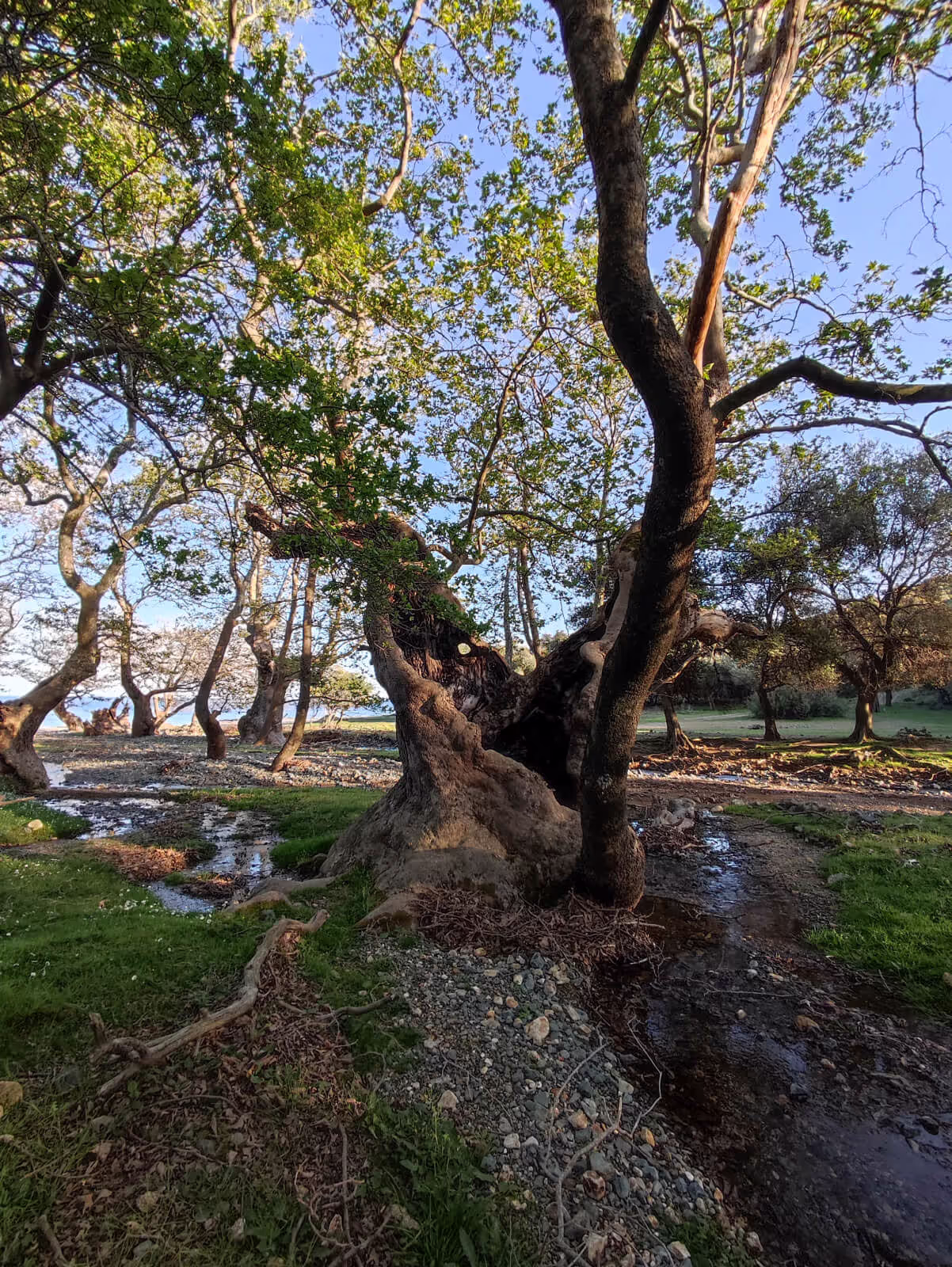 The Plane Trees of Platis Potamos, photo 8