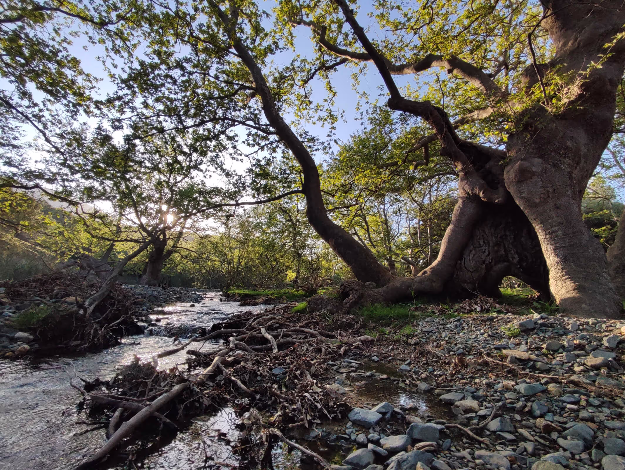 The Plane Trees of Platis Potamos, photo 9