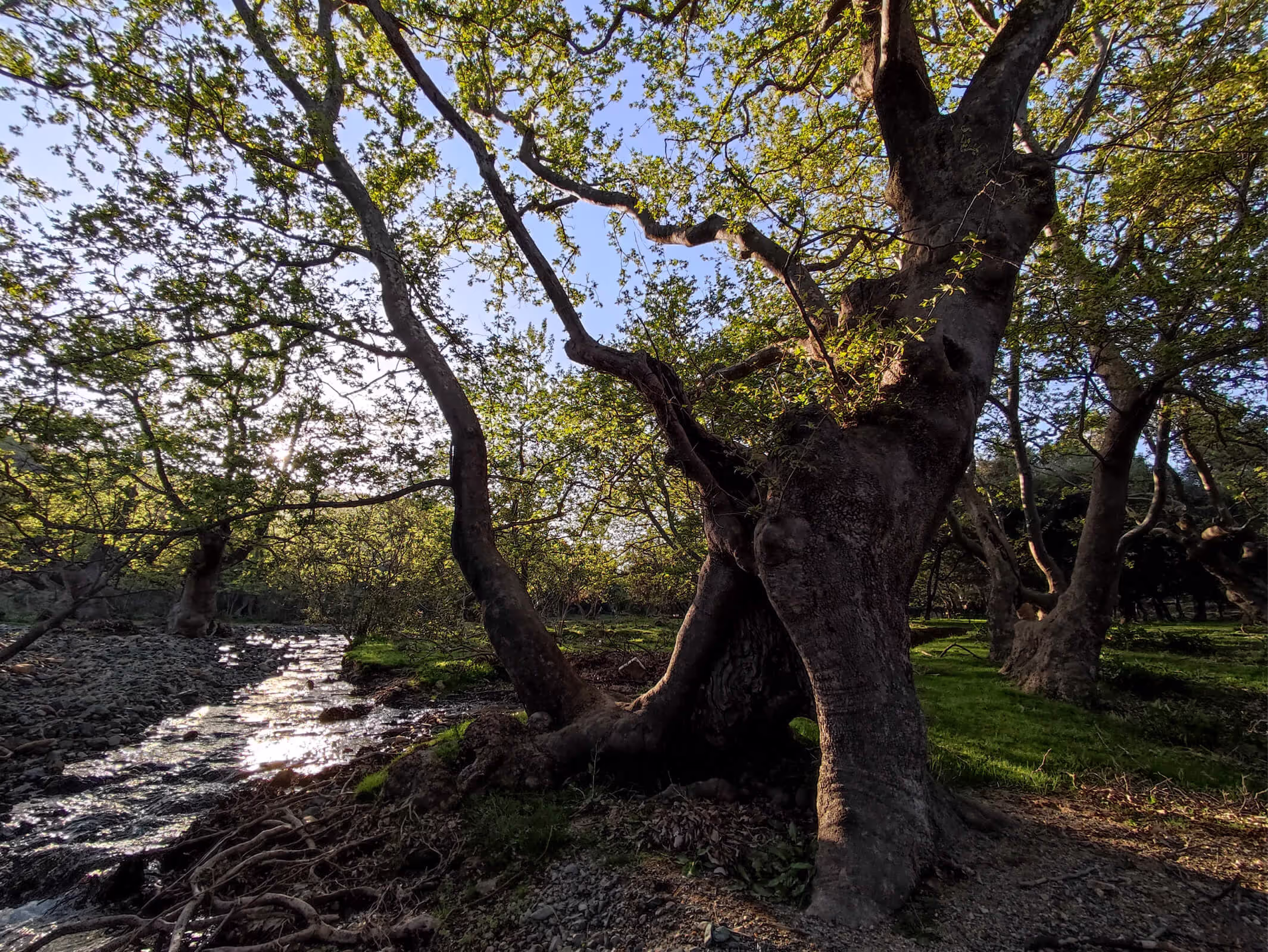 The Plane Trees of Platis Potamos, photo 10