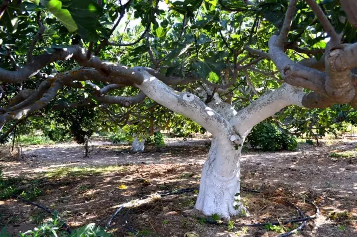 Αγριοσυκιές Σαμοθράκης, φωτογραφία 12