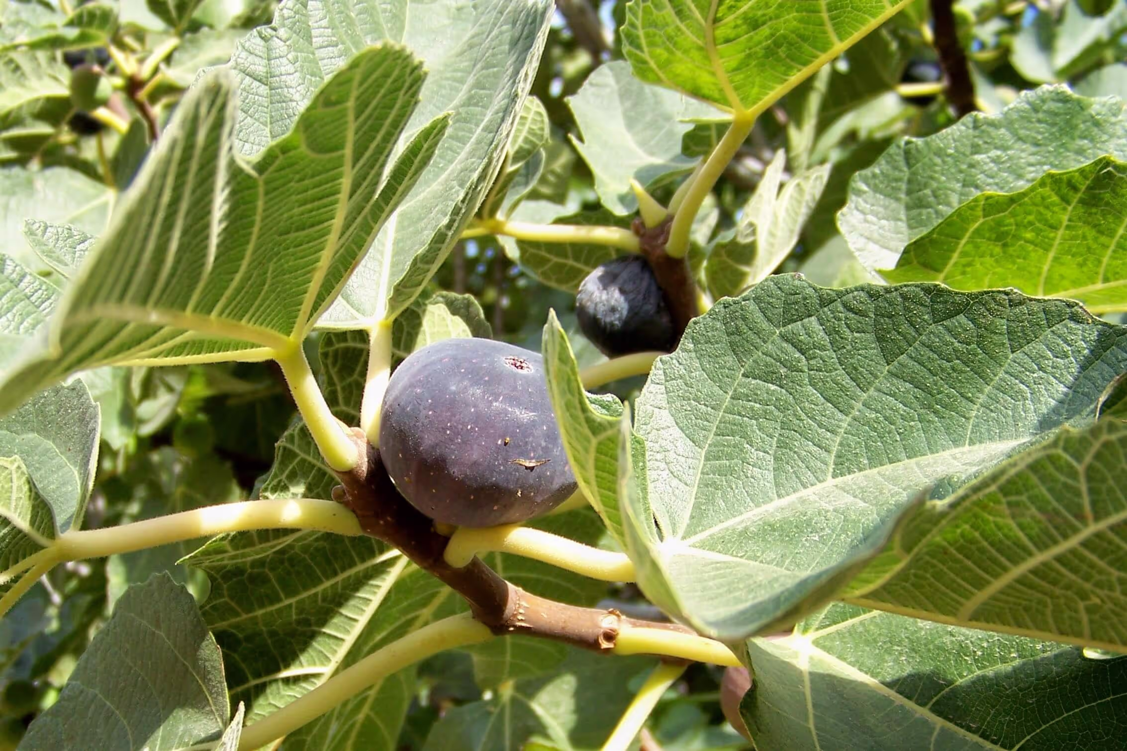 Αγριοσυκιές Σαμοθράκης, φωτογραφία 15