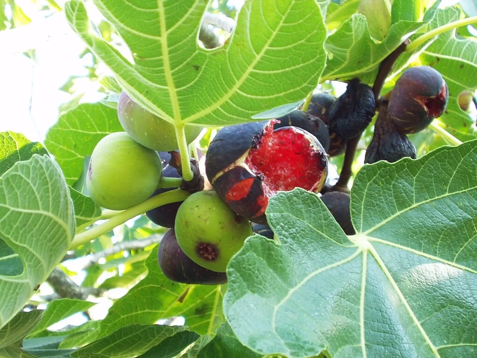 Αγριοσυκιές Σαμοθράκης, φωτογραφία 16