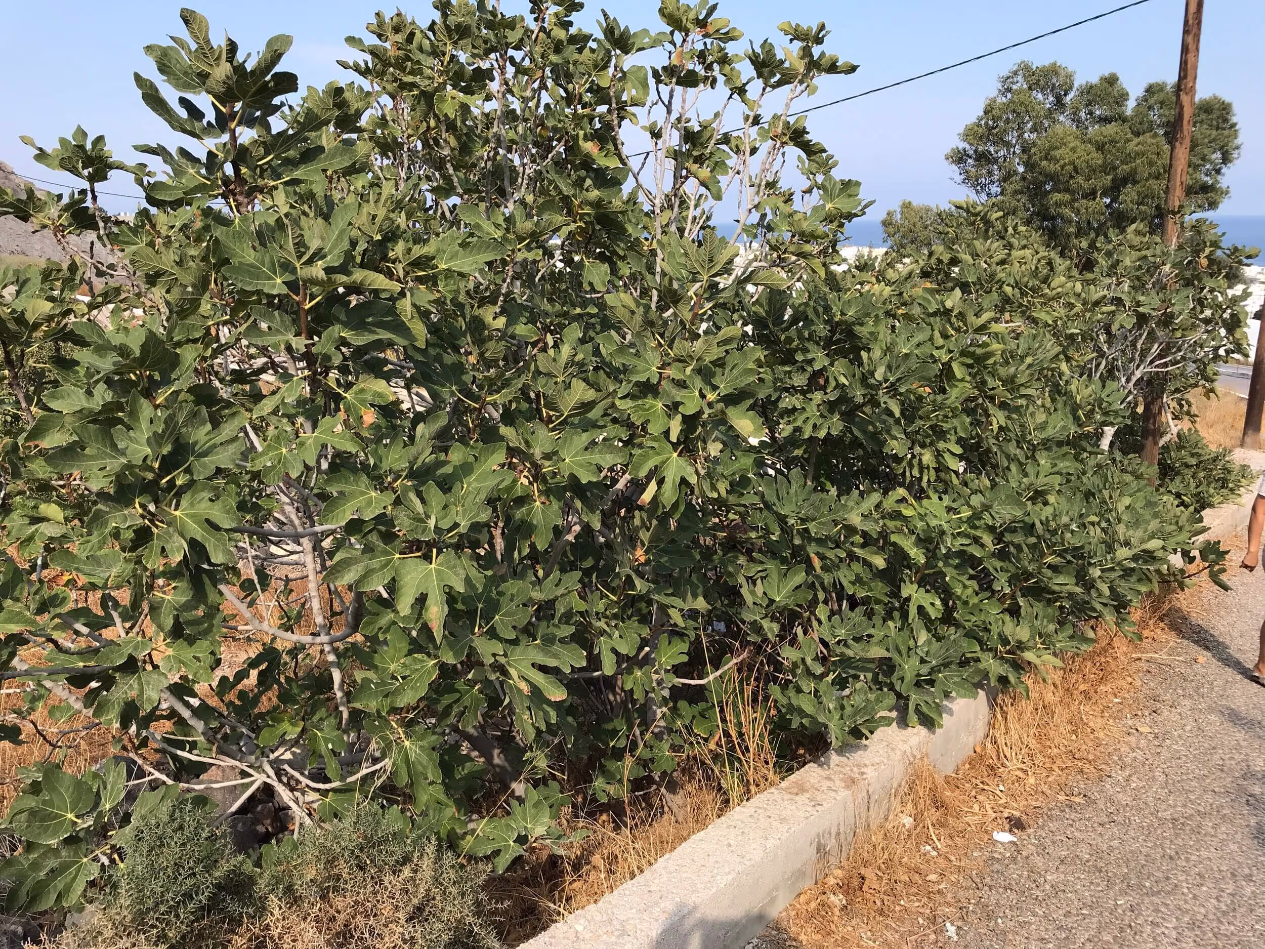Αγριοσυκιές Σαμοθράκης, φωτογραφία 4
